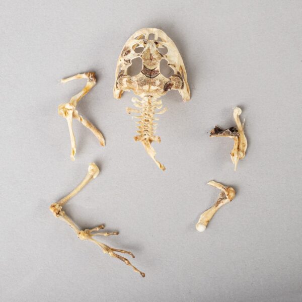 Real Frog Skeleton – Partial – 8.505 g