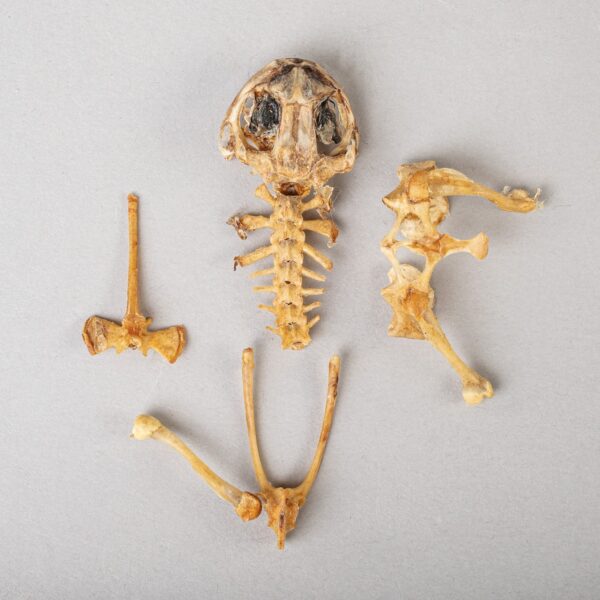 Real Frog Skeleton – Partial – 5.67 g