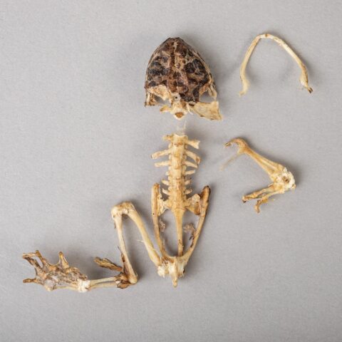 Real Frog Skeleton - Partial