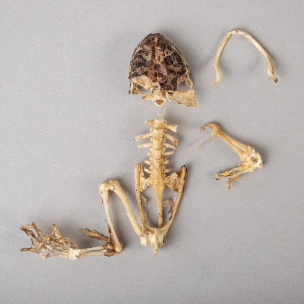 Real Frog Skeleton – Partial – 5.67 g