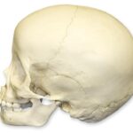 Replica 3-year-old Human Child Skull
