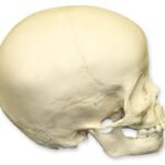 Replica 3-year-old Human Child Skull