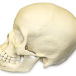 Replica 13-year-old Human Child Skull