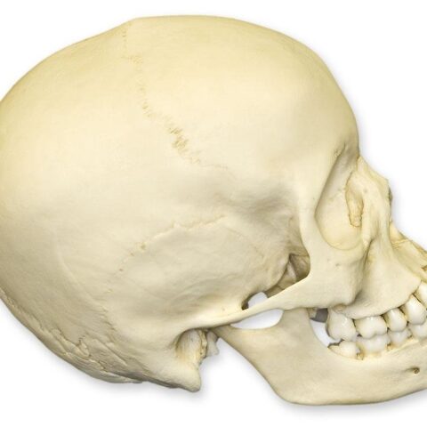 Replica 13-year-old Human Child Skull