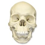 Replica Human Skull – African Male – 1814.0051 g