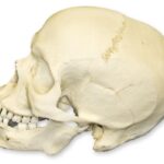 Replica Human Skull – African Male – 1814.0051 g