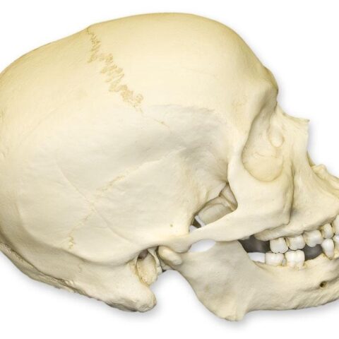 Replica Human Skull - African Male - 1814.0051 g