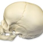Replica 4-year-old Human Child Skull
