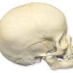 Replica 4-year-old Human Child Skull
