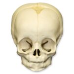 Replica 4-month-old Human Child Skull