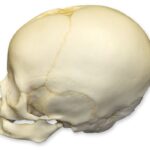 Replica 4-month-old Human Child Skull