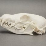 Real Arctic Fox Skull