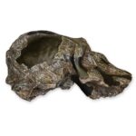 Replica Black KNM WT-1700 Skull – Cranium Only