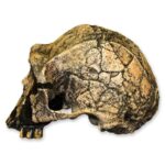Replica Homo Ergaster KNM ER 3733 Skull