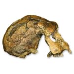 Replica Sangiran 17 Skull