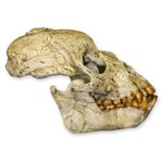 Replica Proconsul Skull – 453.5924 g