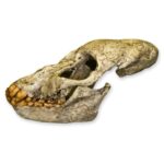 Replica Proconsul Skull – 453.5924 g
