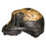 Replica KNM ER 732 Skull – Female