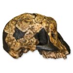 Replica KNM ER 732 Skull – Female