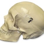 Replica Human Skull with Teeth for Extraction 4 Part