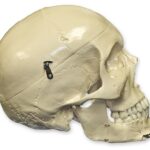 Replica Human Skull with Teeth for Extraction 4 Part