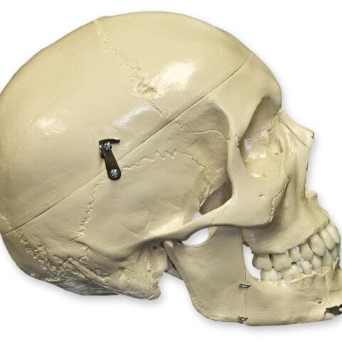Replica Human Skull with Teeth for Extraction 4 Part