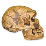 Replica La Ferassie Skull