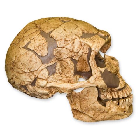 Replica La Ferassie Skull