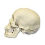 Replica Human Skull – Asian Female – 680.0116 g