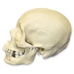 Replica Human Skull – African Female