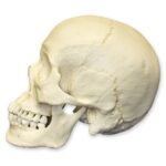 Replica Human Skull – Asian Male