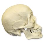 Replica Human Skull – Asian Male