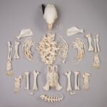 Real African Porcupine Skeleton – Disarticulated