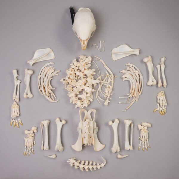 Real African Porcupine Skeleton – Disarticulated