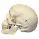 Replica Human Skull Numbered