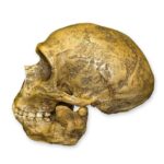 Replica Forbes Quarry Skull