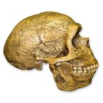 Replica Forbes Quarry Skull