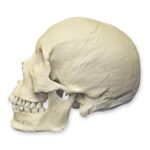 Replica Human Skull – Asian Male – 748.0119 g