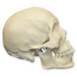 Replica Human Skull – Asian Male – 748.0119 g