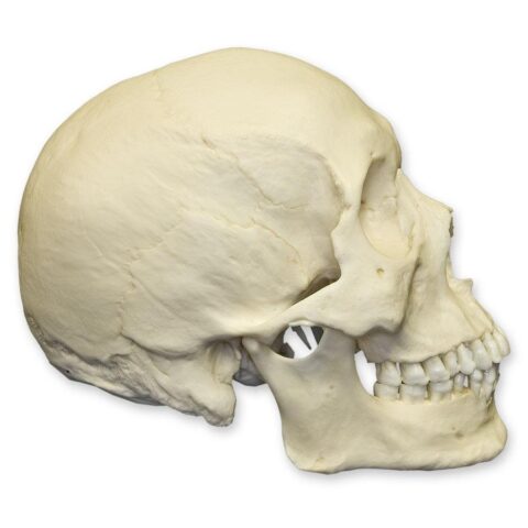 Replica Human Skull - Asian Male - 748.0119 g