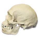 Replica Human Skull – Australian Aboriginal Male
