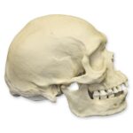 Replica Human Skull – Australian Aboriginal Male
