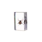 Real Spiny Spider Paperweight – Small