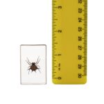 Real Spiny Spider Paperweight – Small