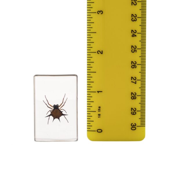 Real Spiny Spider Paperweight – Small