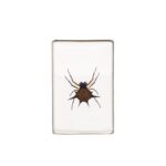 Real Spiny Spider Paperweight – Small