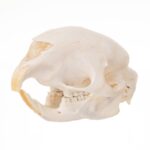 Real African Porcupine Skeleton – Disarticulated