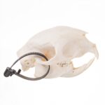 Real African Porcupine Skeleton – Disarticulated