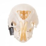 Real African Porcupine Skeleton – Disarticulated