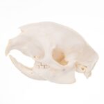 Real African Porcupine Skeleton – Disarticulated